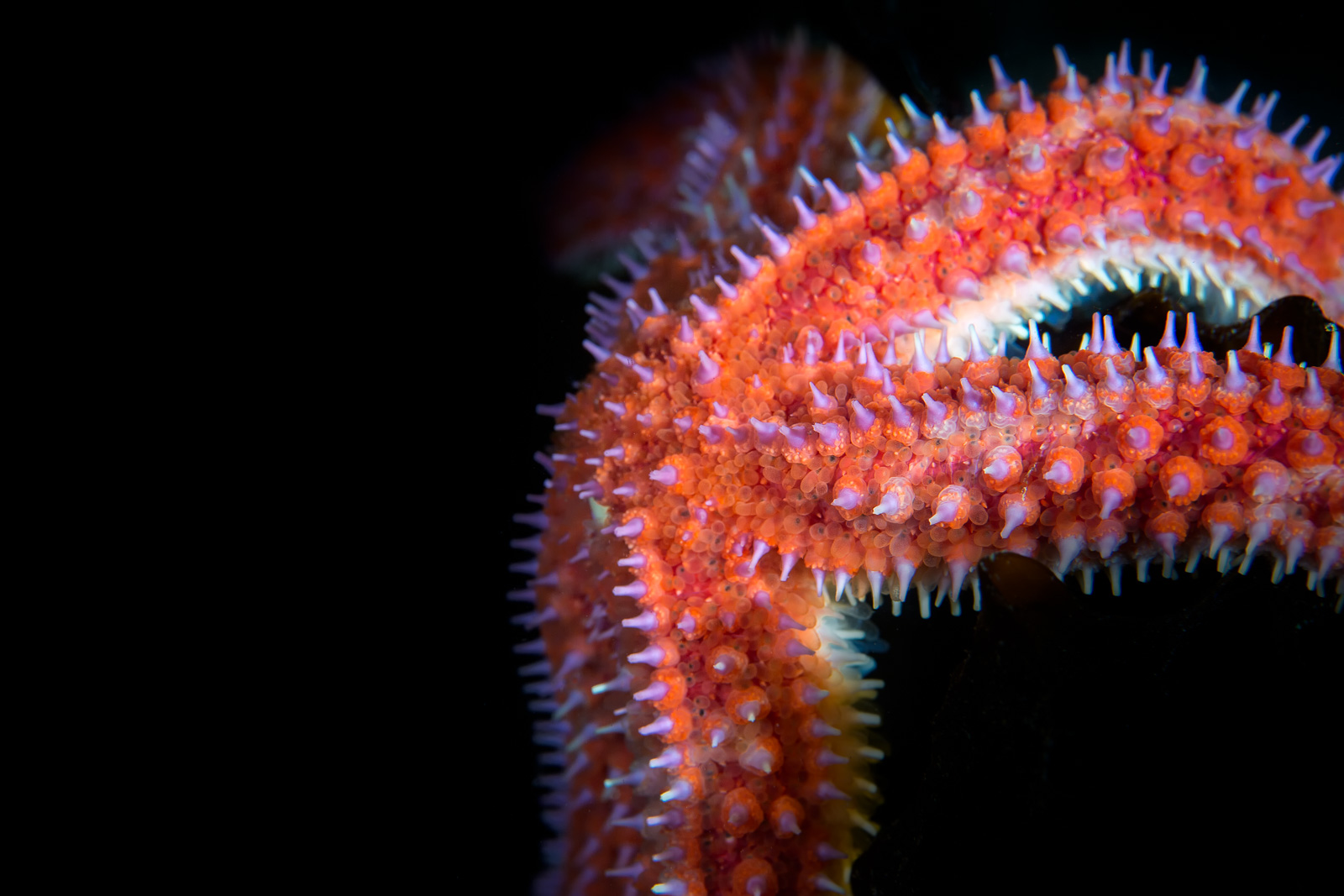 A sea star showing its tube feet, Howe Sound