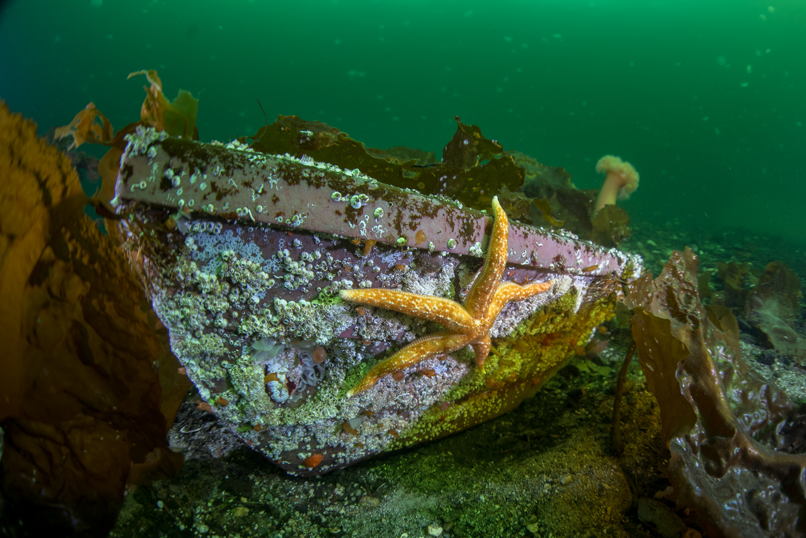 A sea star on a wreck, in kelp, Howe Sound