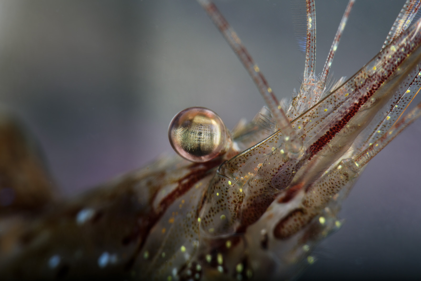 Shrimp eye detail, macro abstract, Howe Sound