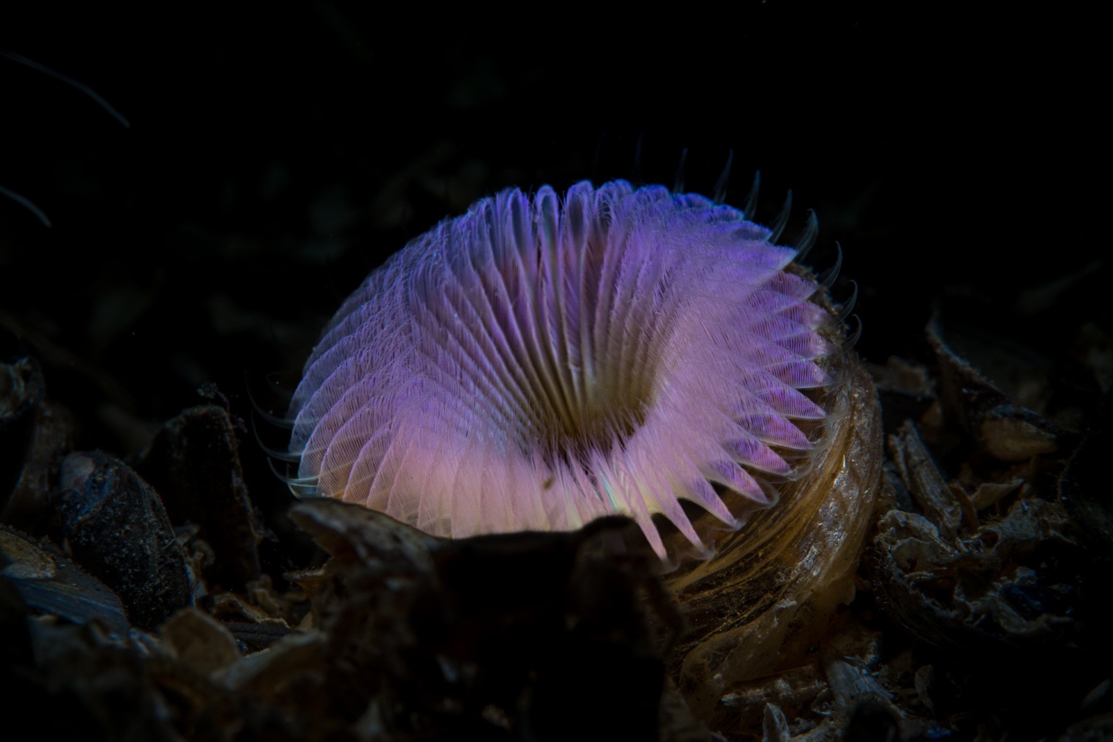 Swimming scallop or fan anemone, lilac, Howe Sound