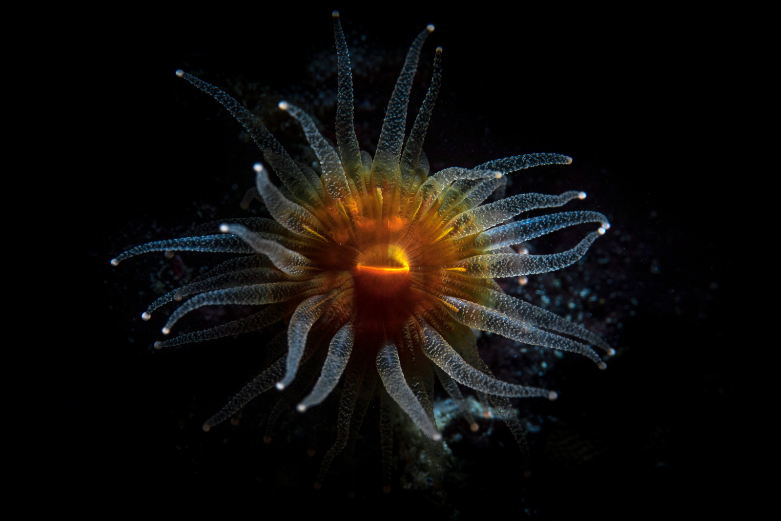 A tube anemone, Howe Sound