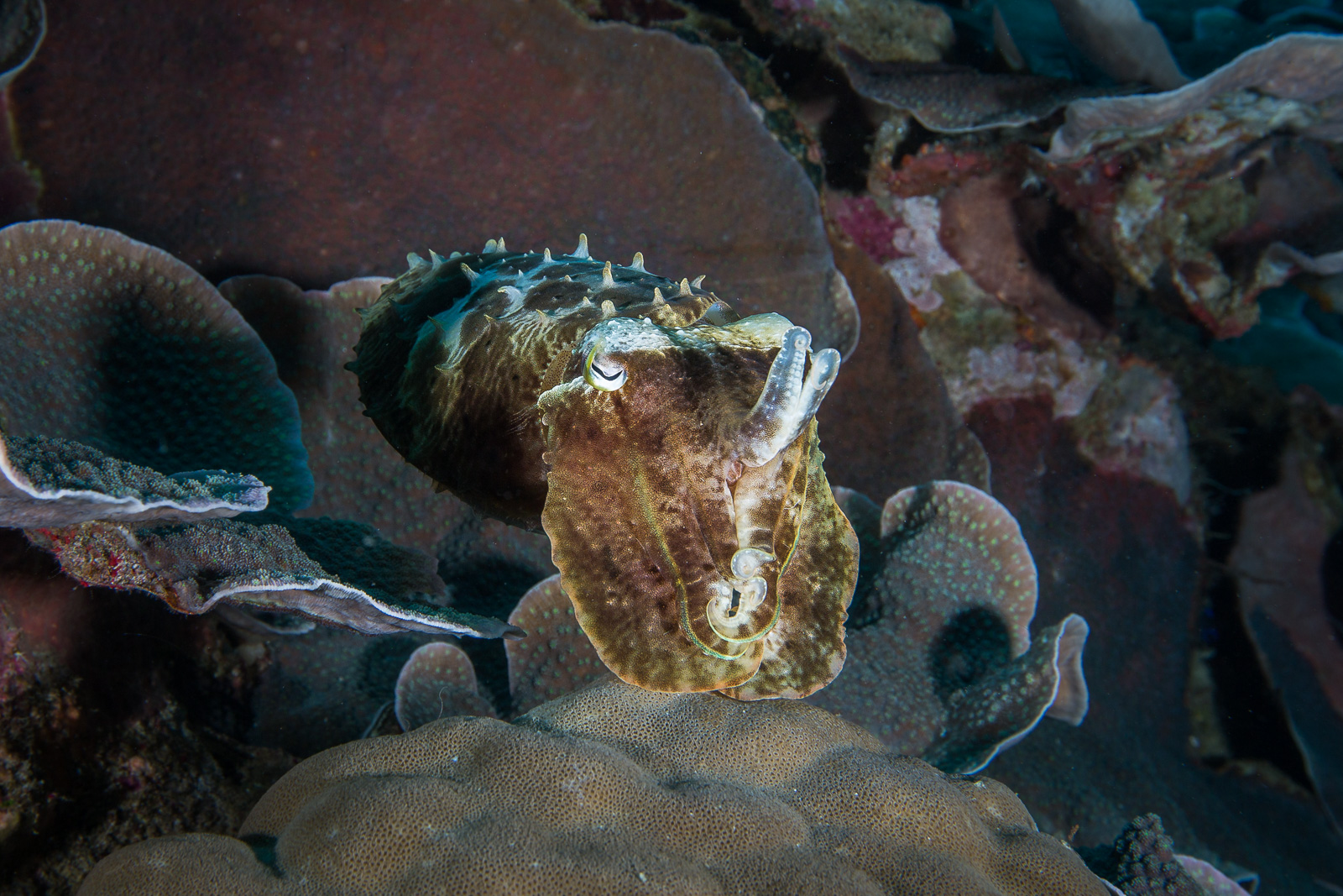 Wakatobi, Southeast Sulawesi, Indonesia