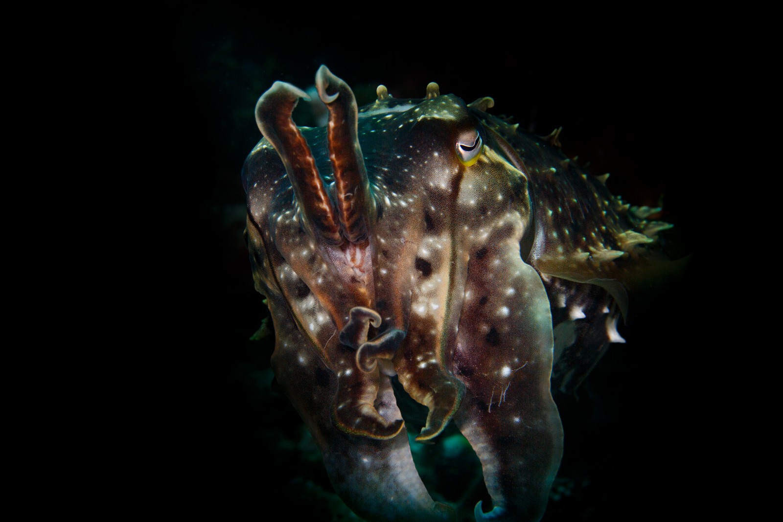 Broadclub cuttlefish, arms raised, on black, Wakatobi