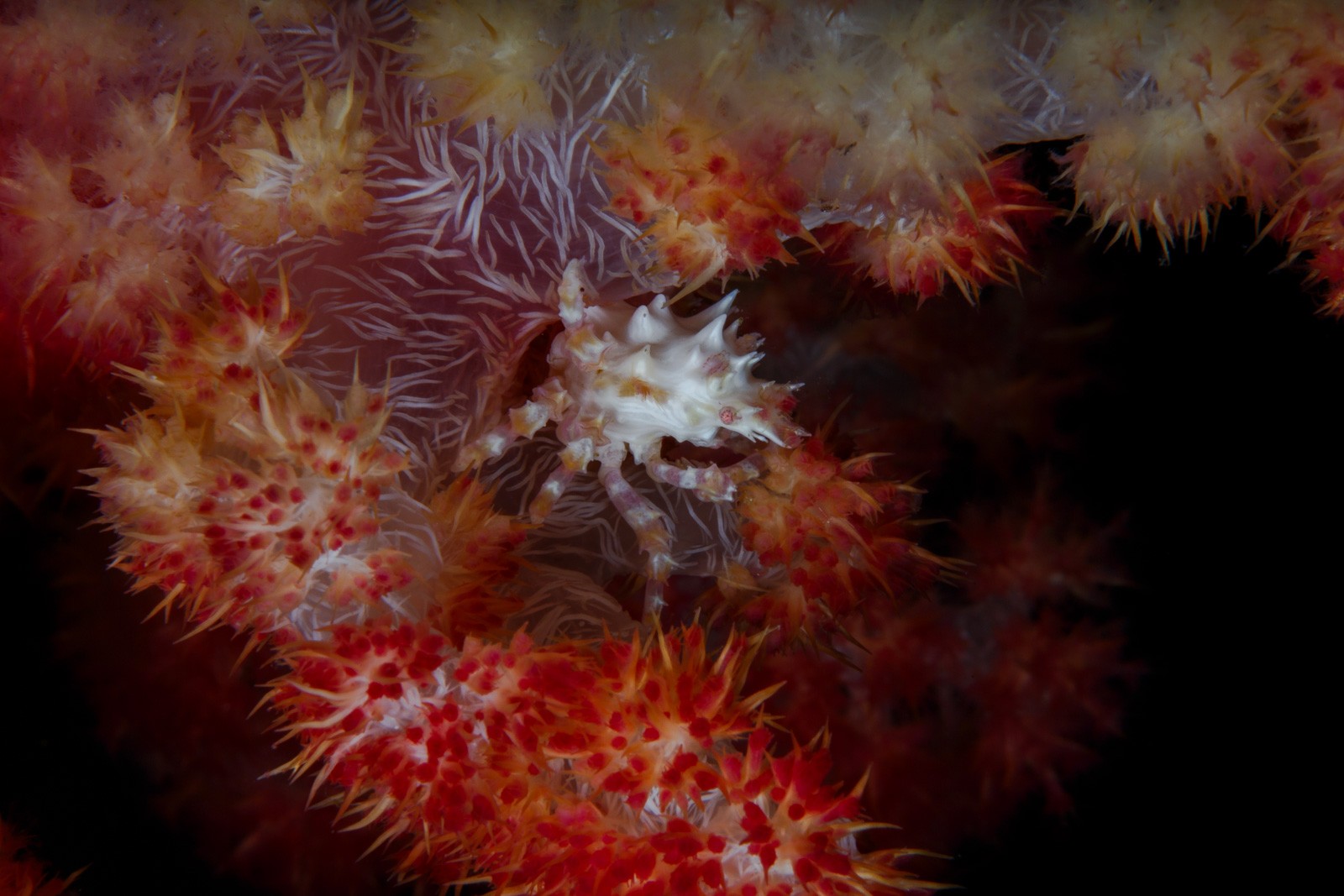 Candy crab in red and white soft coral, Wakatobi