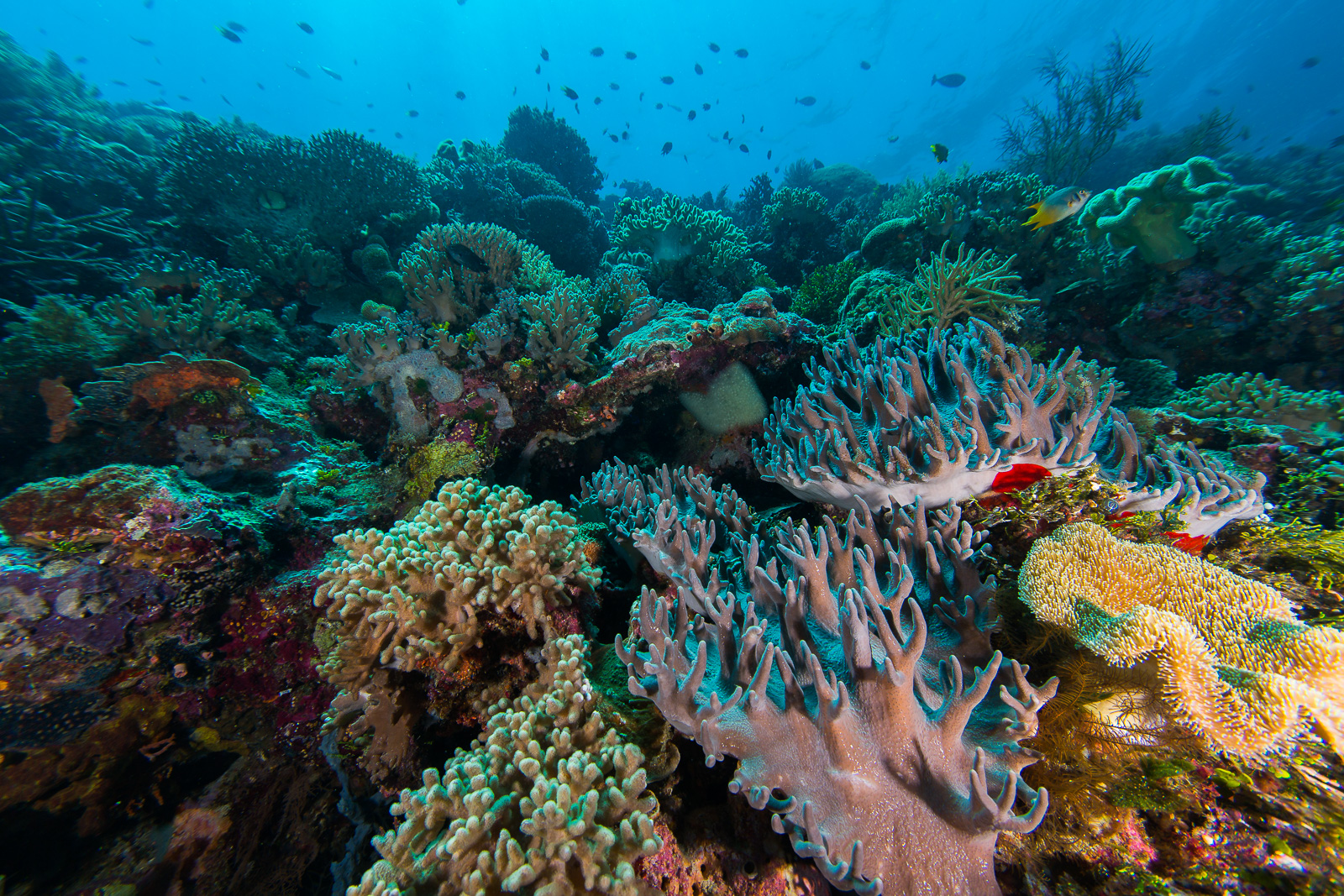 Wakatobi reefscape, Wakatobi