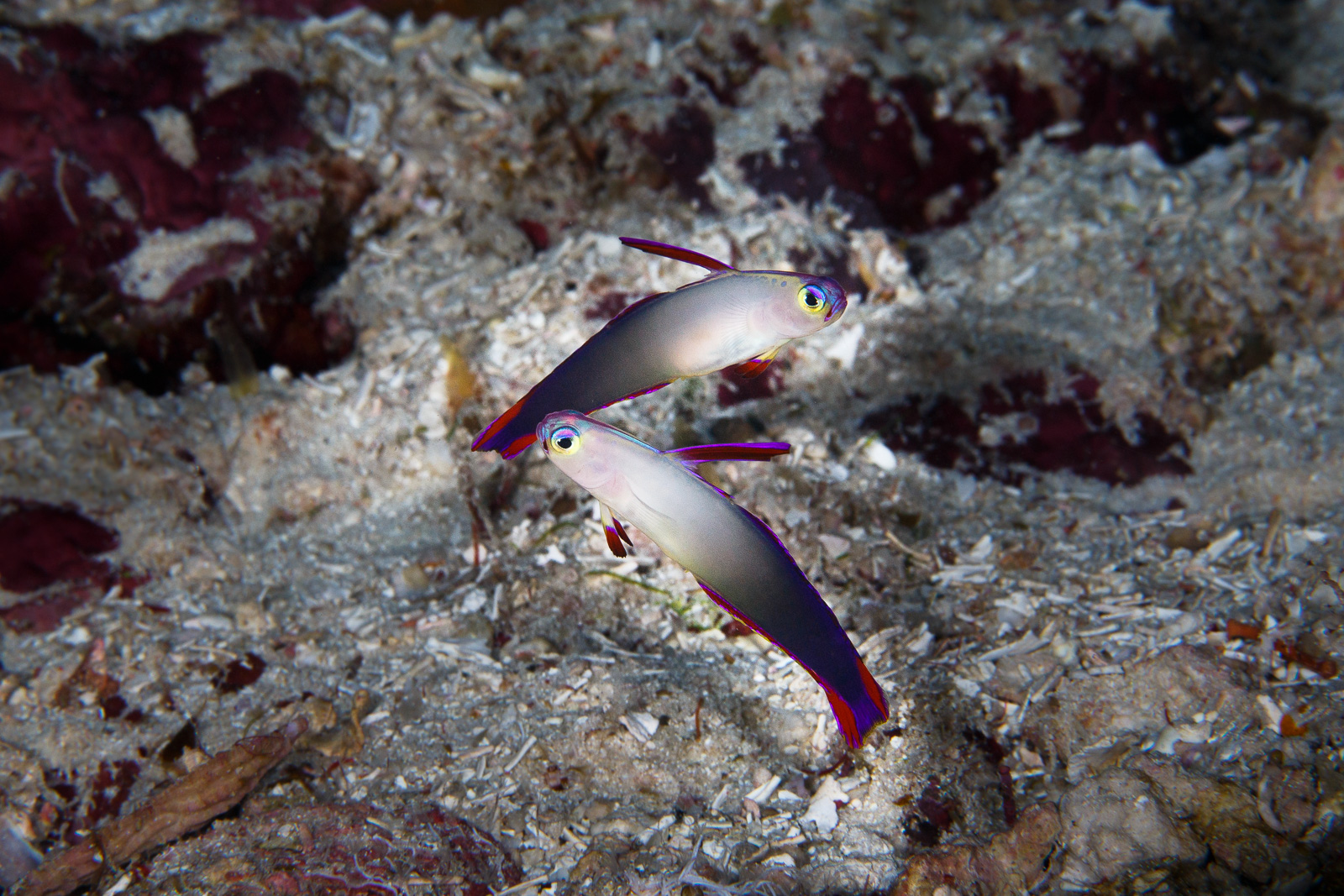 Wakatobi