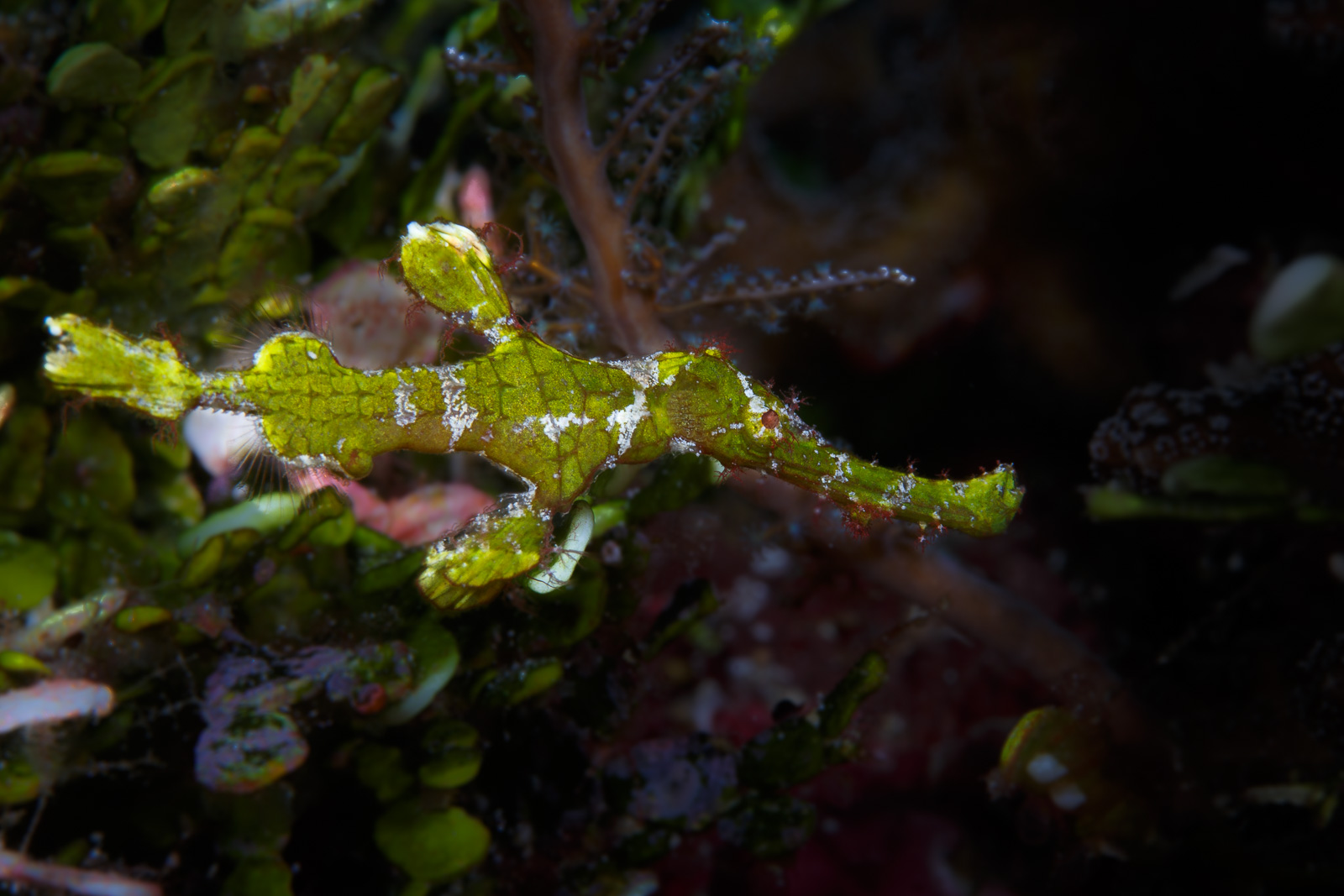 A ghost pipefish in green water, Wakatobi