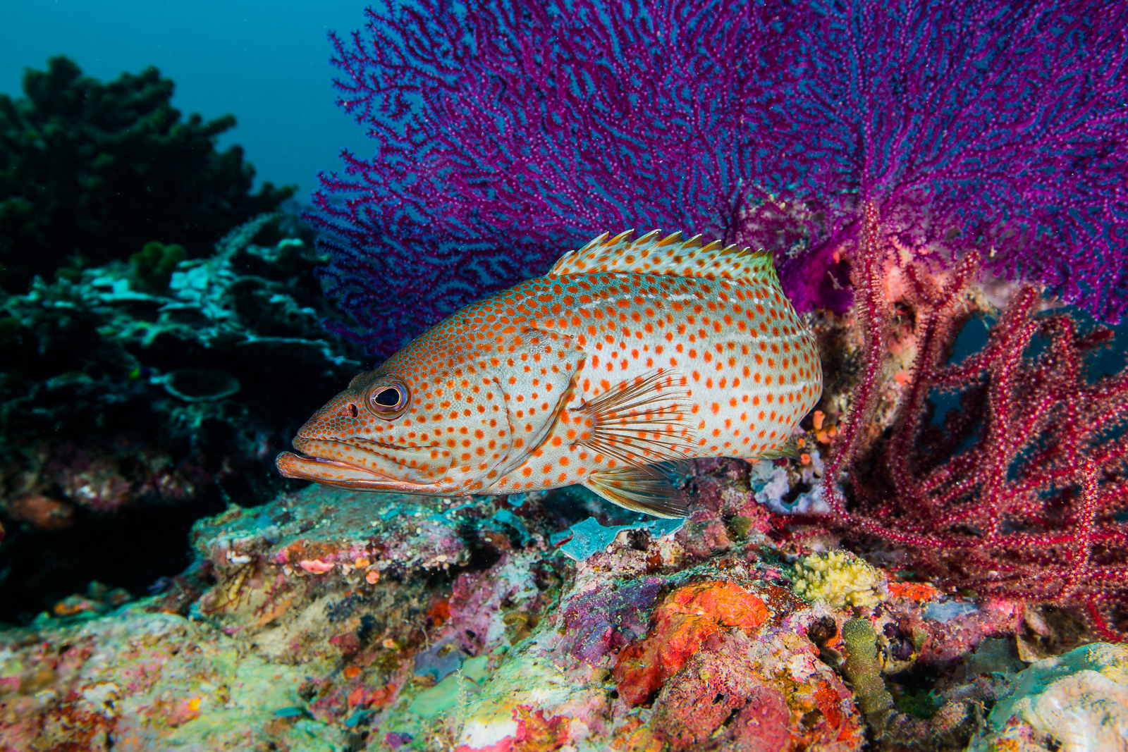 A grouper, Wakatobi