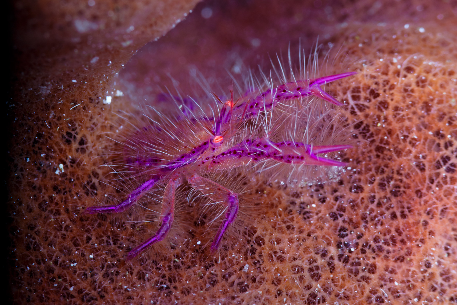 Wakatobi