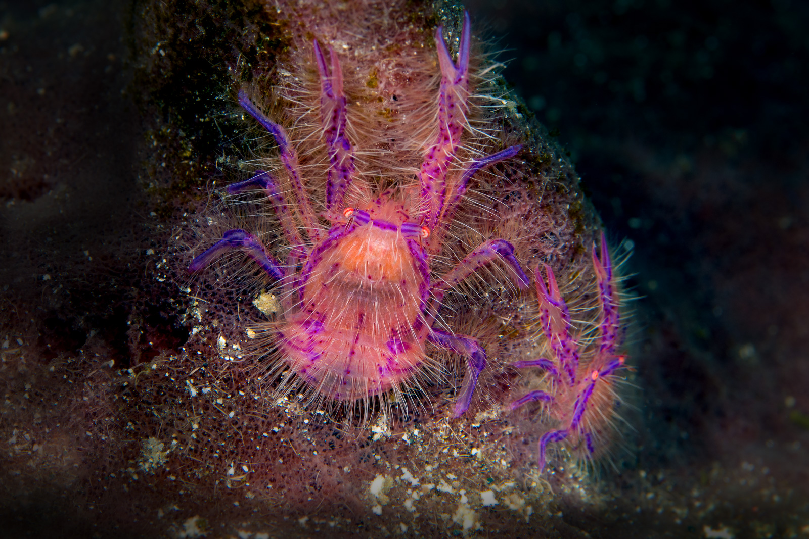 Hairy squat lobster in purple, Wakatobi