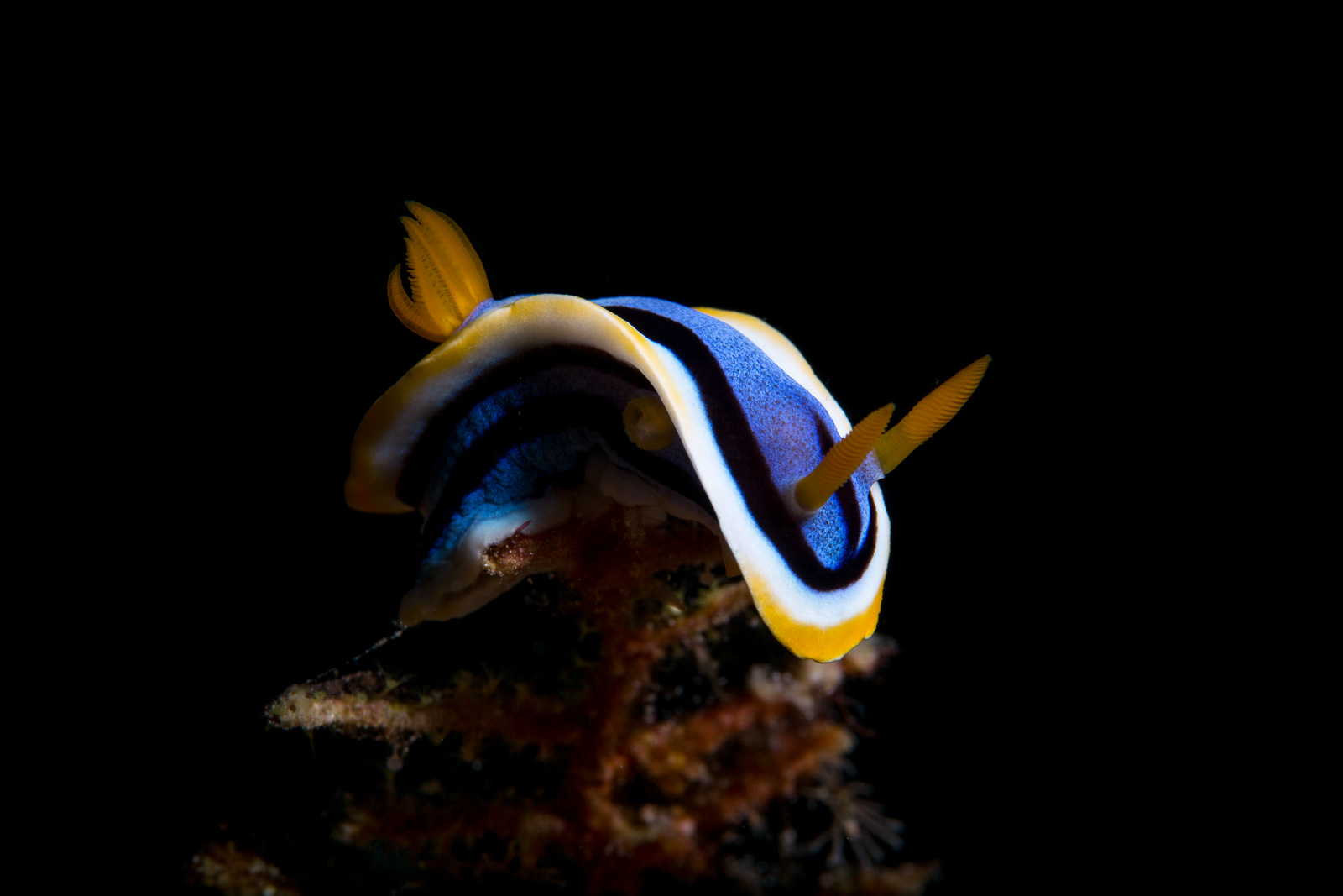 A nudibranch against black water, Wakatobi