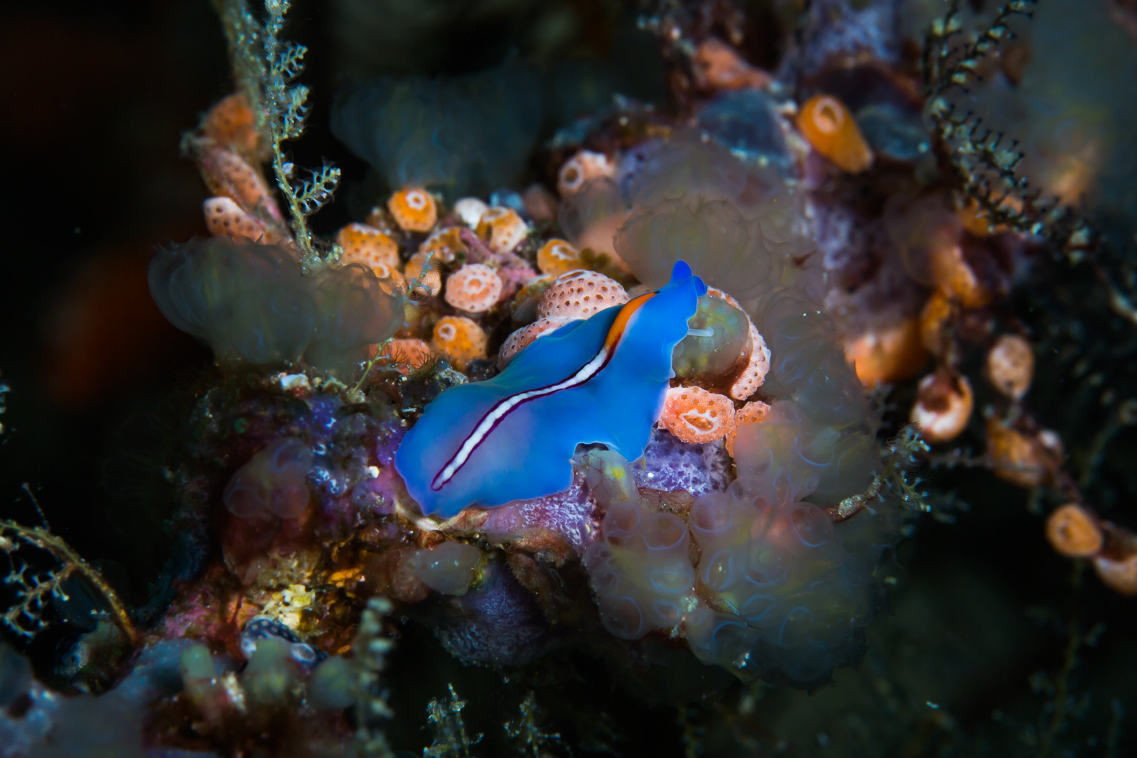Wakatobi