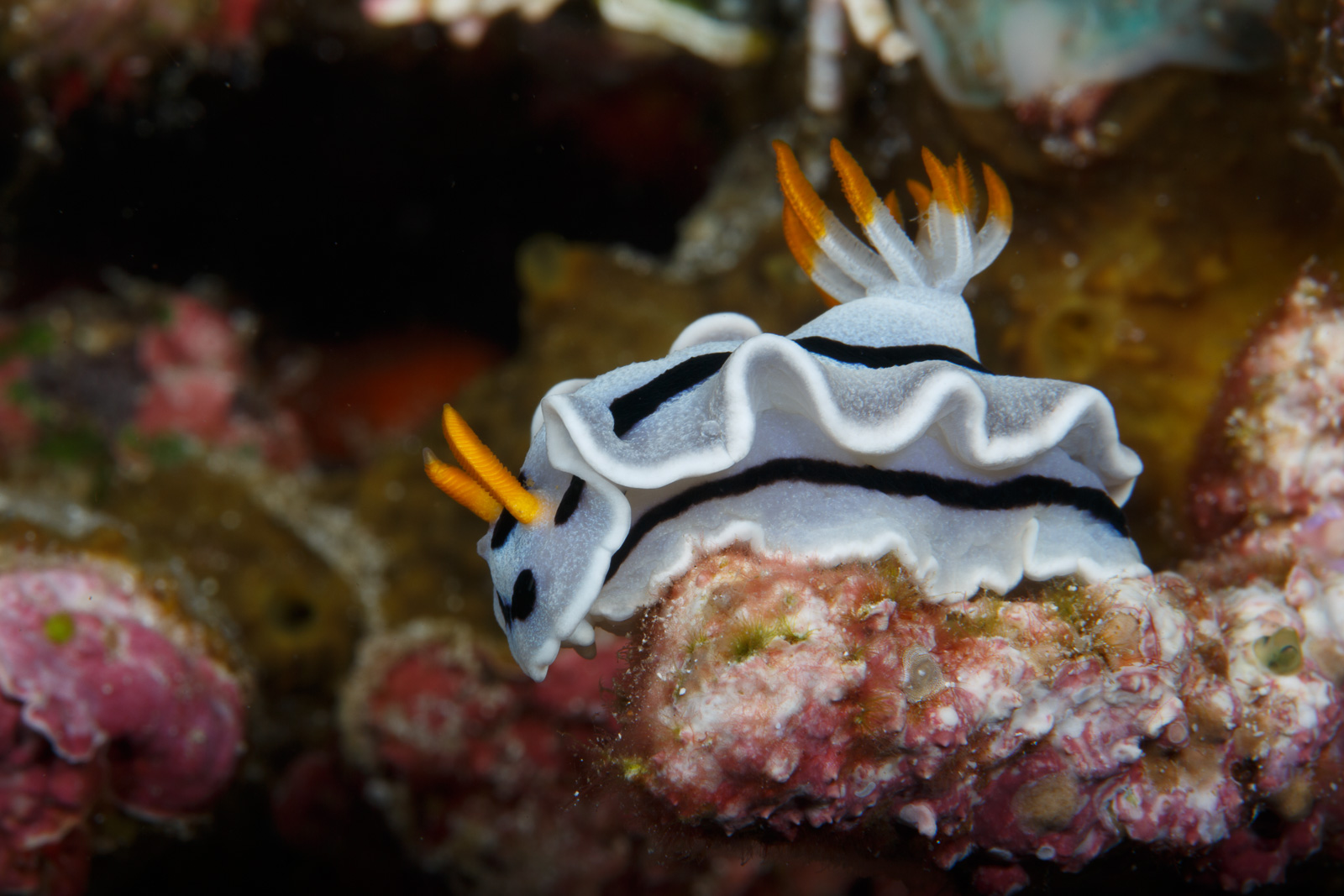 A frilled nudibranch, Wakatobi