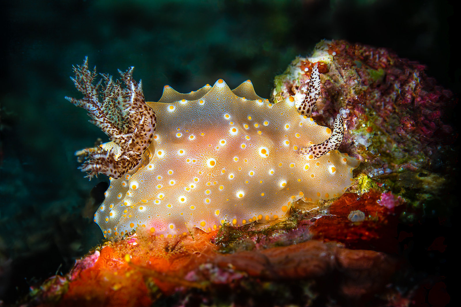 Wakatobi