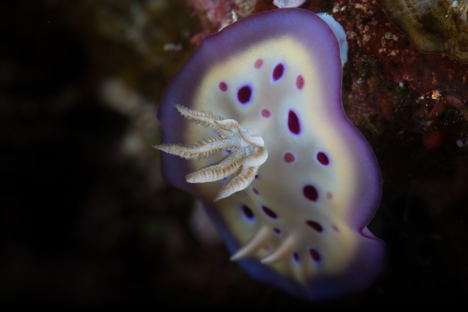 A nudibranch in purple, Wakatobi