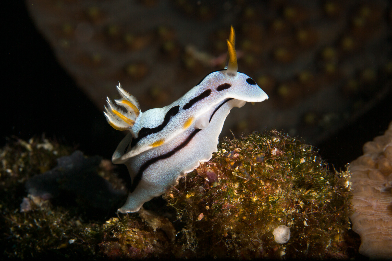Wakatobi
