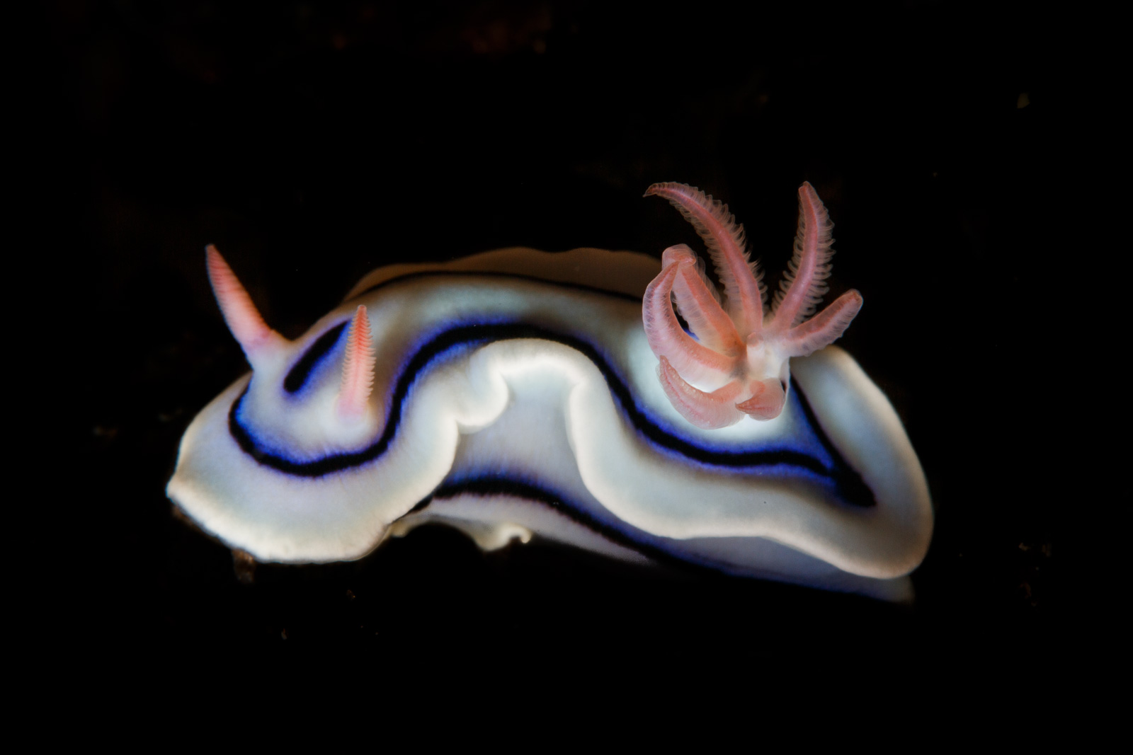 A nudibranch against white sand, in pink, Wakatobi