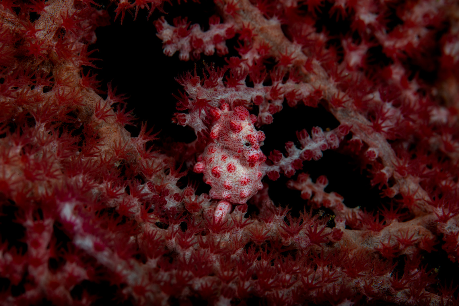 A pygmy seahorse half-buried in the polyps of a deep crimson gorgonian, Wakatobi