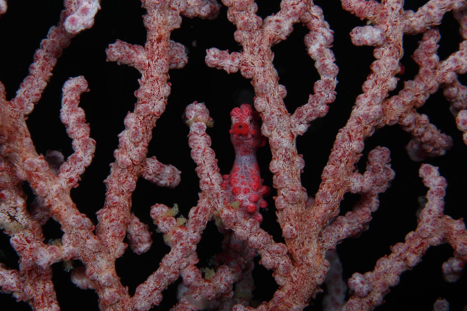 Wakatobi