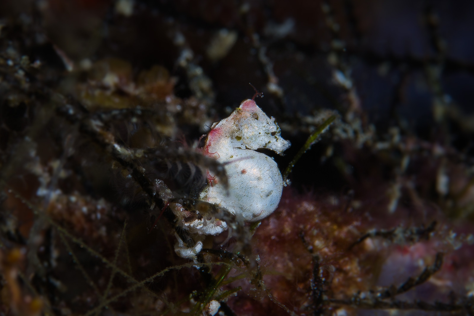 A pale pygmy seahorse, Wakatobi