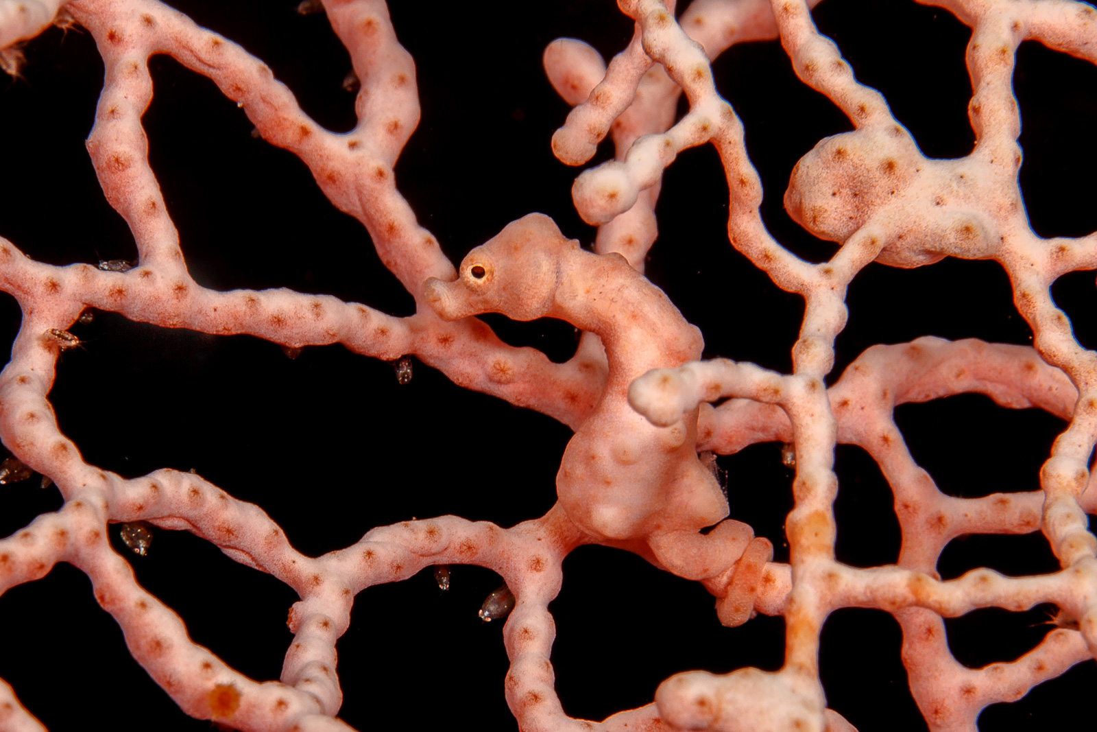 Wakatobi