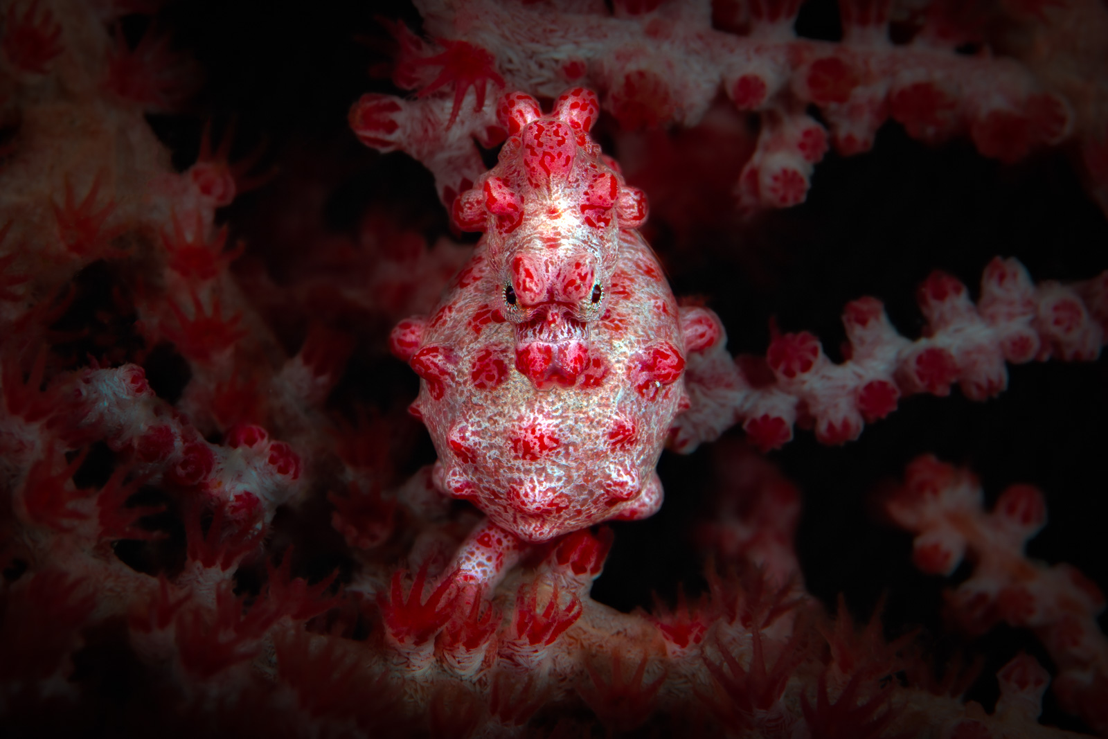 Wakatobi, Southeast Sulawesi, Indonesia