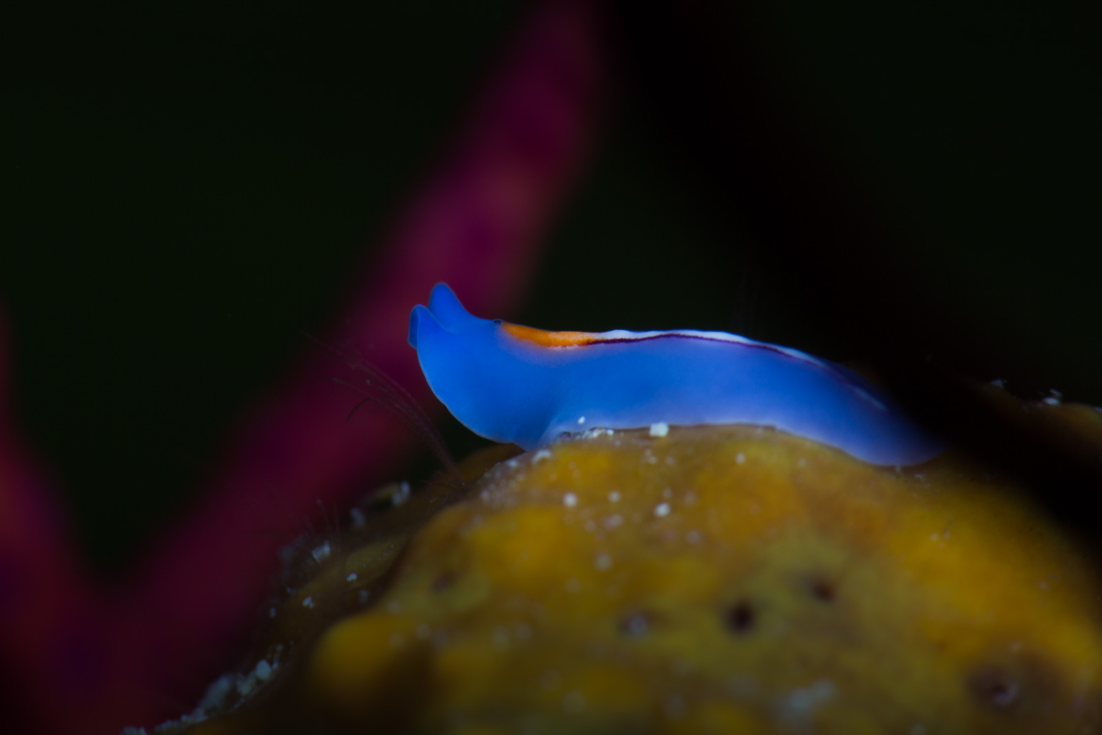 A racing stripe nudibranch, Wakatobi