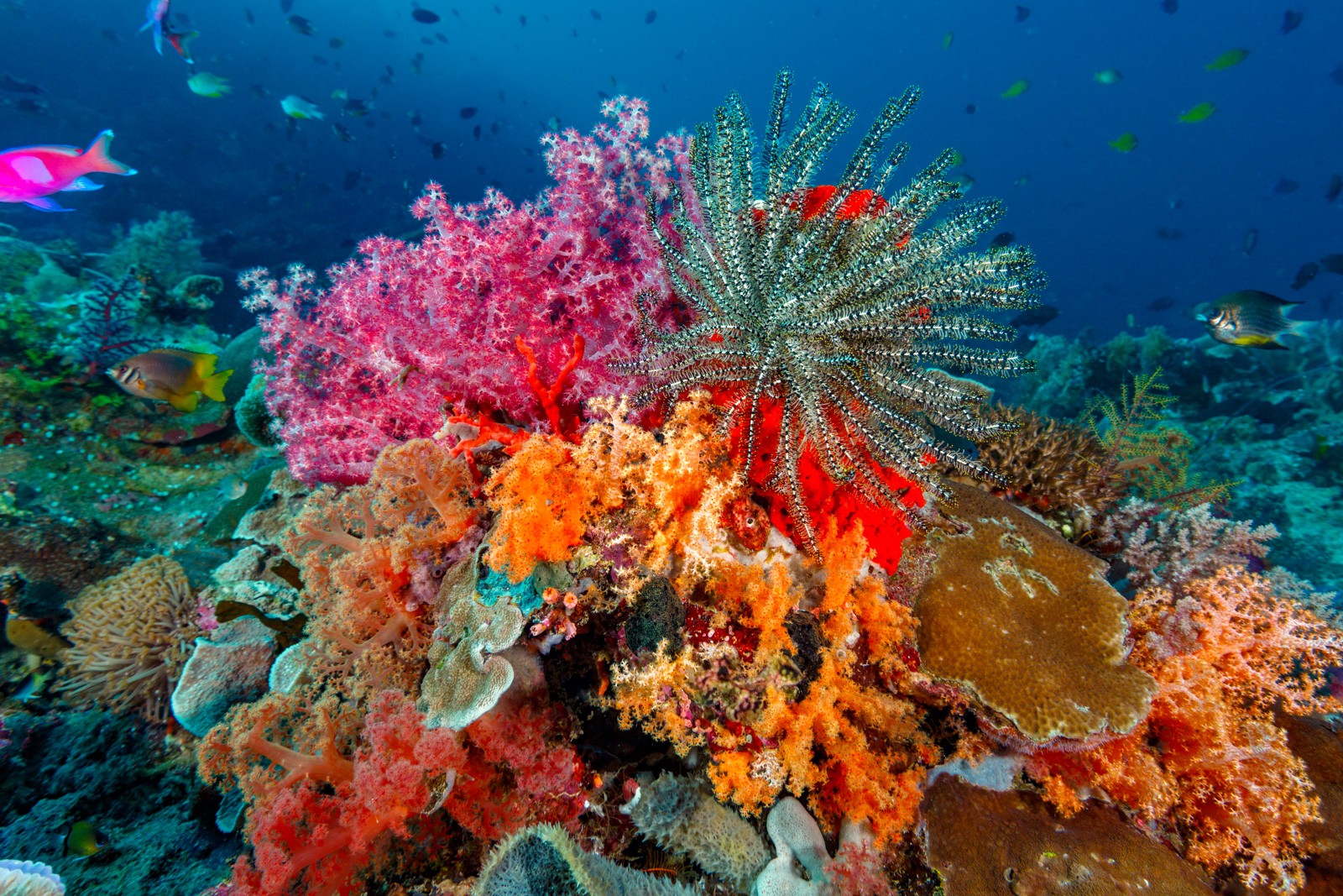 Reef top with crinoid and soft corals, Wakatobi