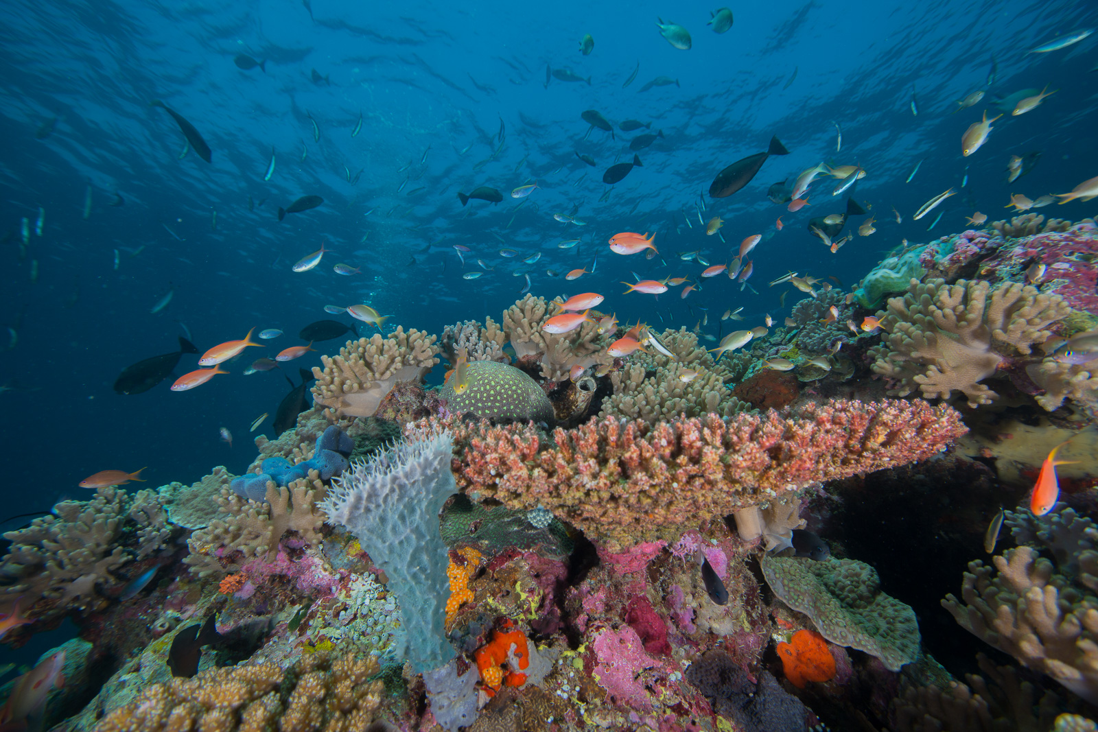 Wakatobi