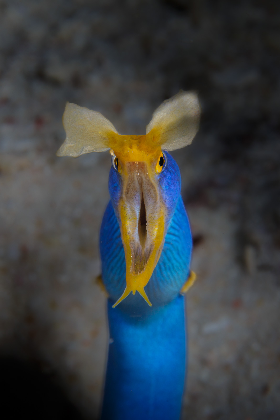 A ribbon eel upright in the frame, Wakatobi