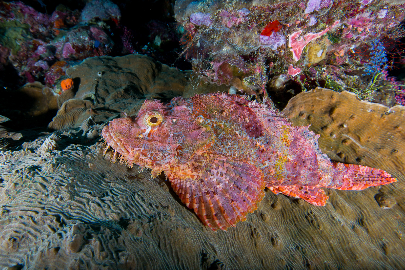 Wakatobi