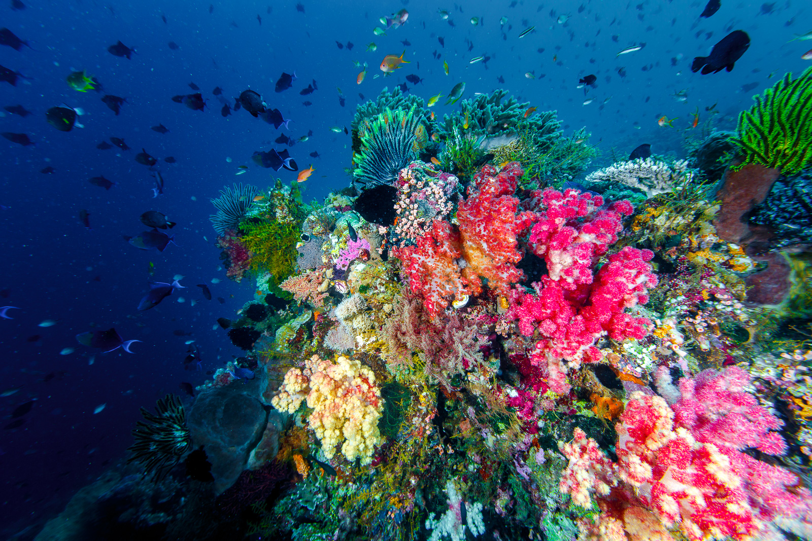 Soft coral, Wakatobi