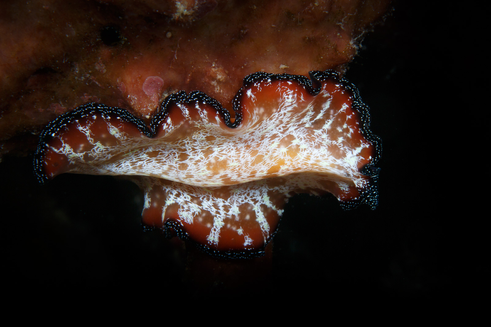 A Spanish dancer on black, Wakatobi