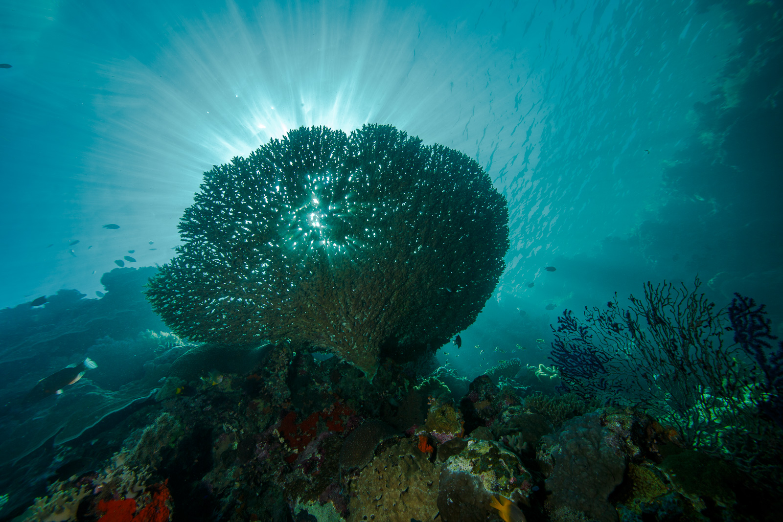 A table coral under a sunburst, Wakatobi