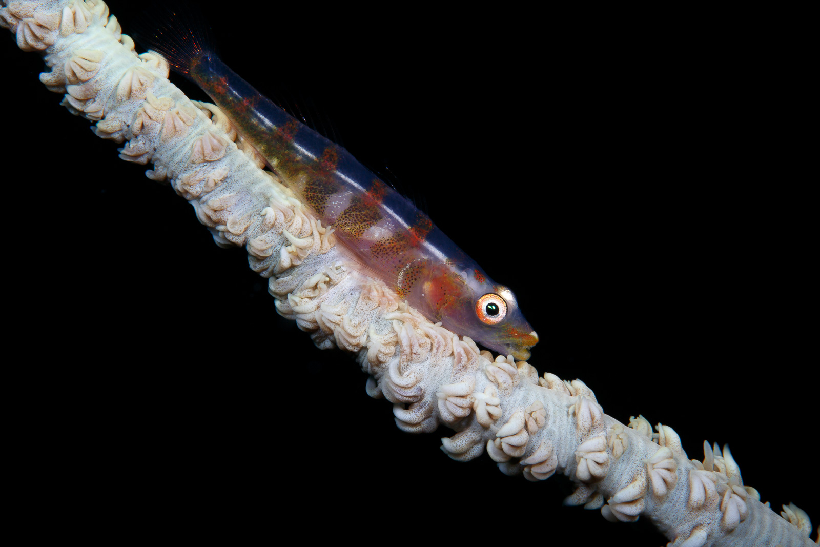 Whip goby on black, Wakatobi